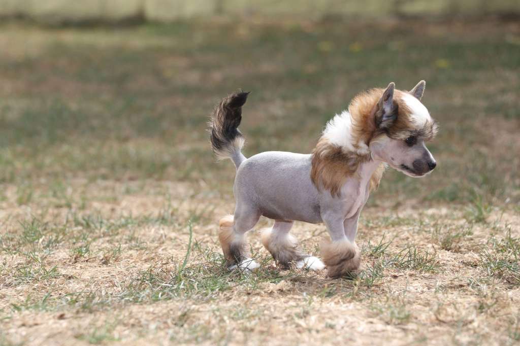 Always You Princes de la Roses