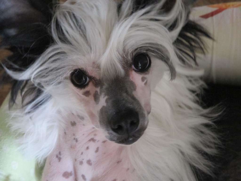 Rovanni Djekattolo Indi