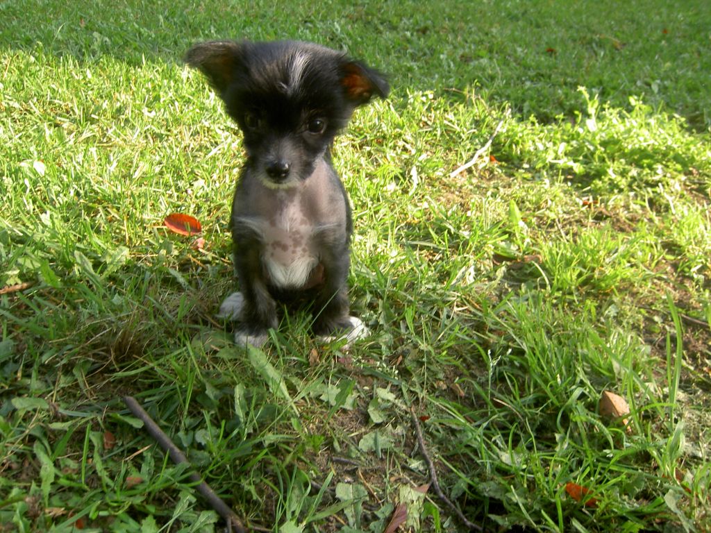 Topgrade Morgana Le Fay