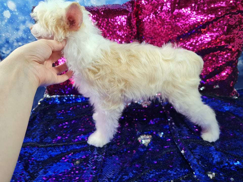 Imperatorskiy Kapriz Olissiya