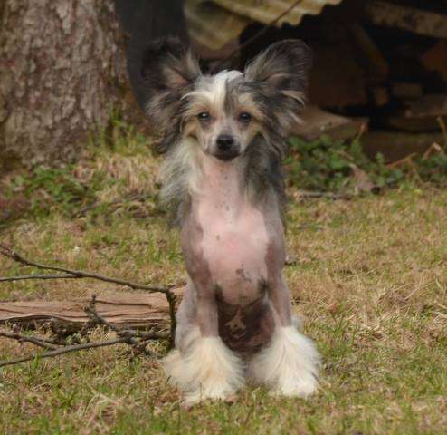 Golden Diamond Cresteds Lady Puma