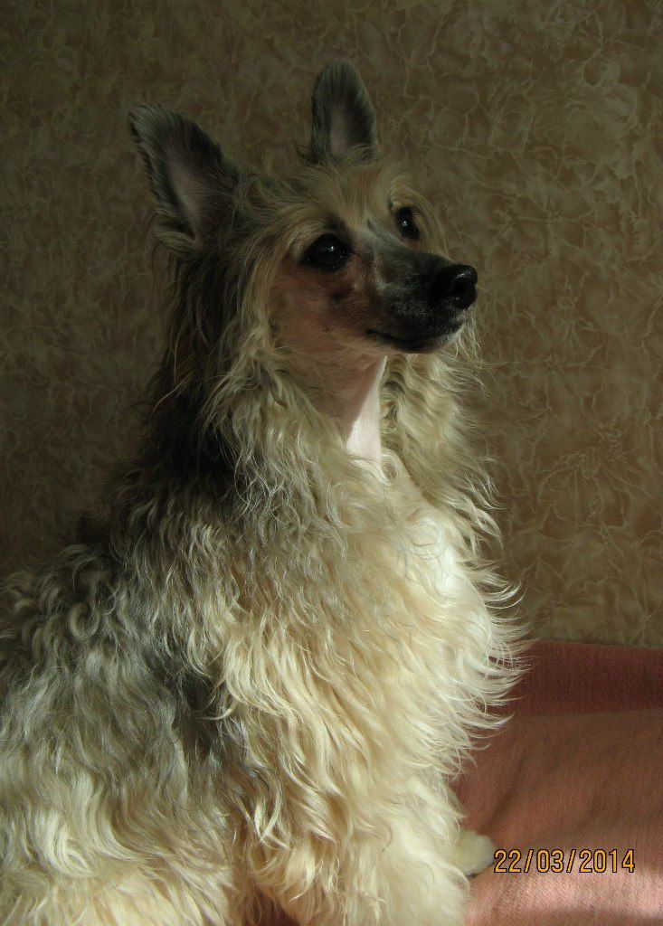 Sapfir iz Tsarskogo Sela Knyazhna Meri