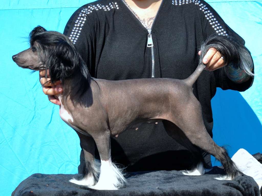 Girl On Fire Princes de la Roses