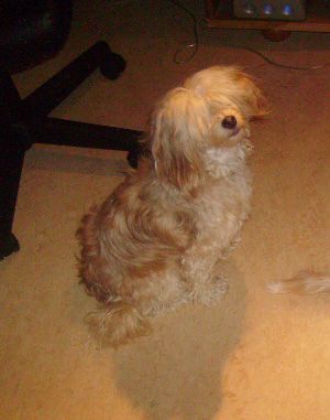 Ridgecrest's Lady Cherlindrea