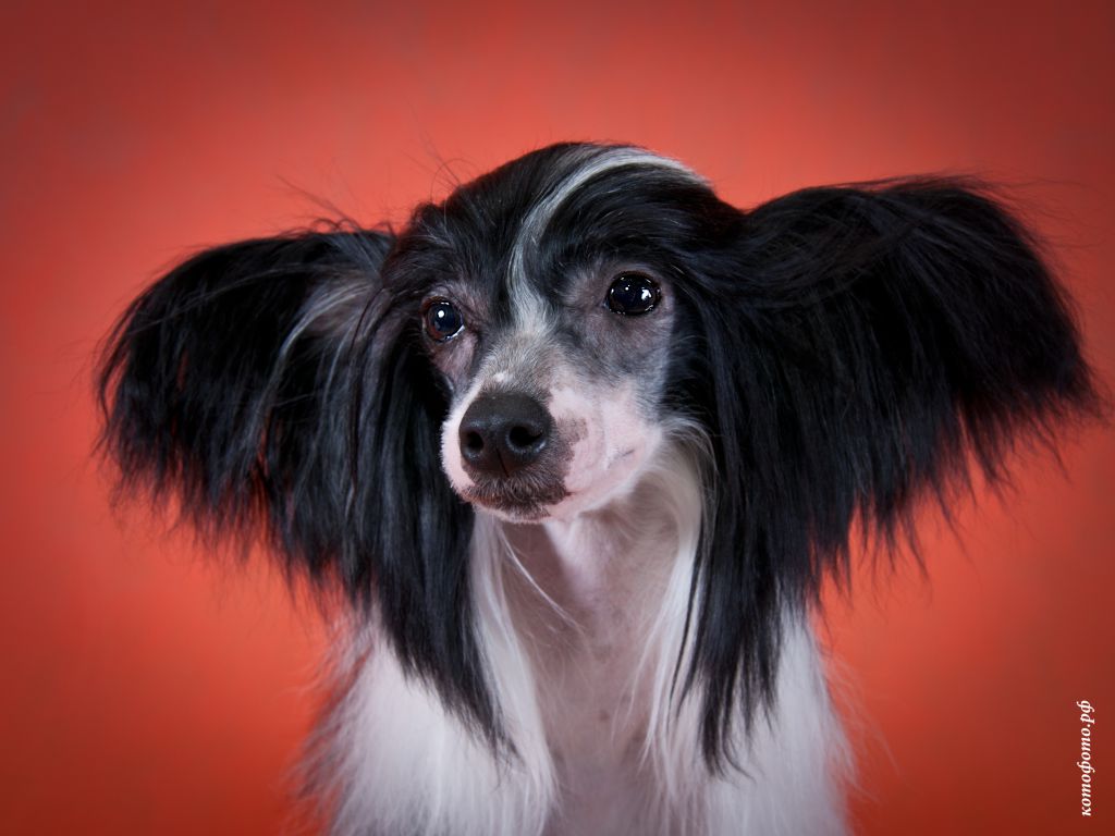 Naomi Qveen of nymths