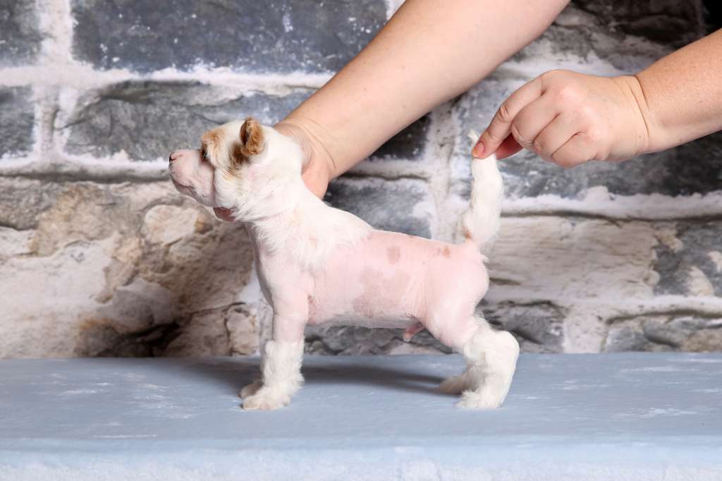 Incanto Del Mondo Smart Non-Stop