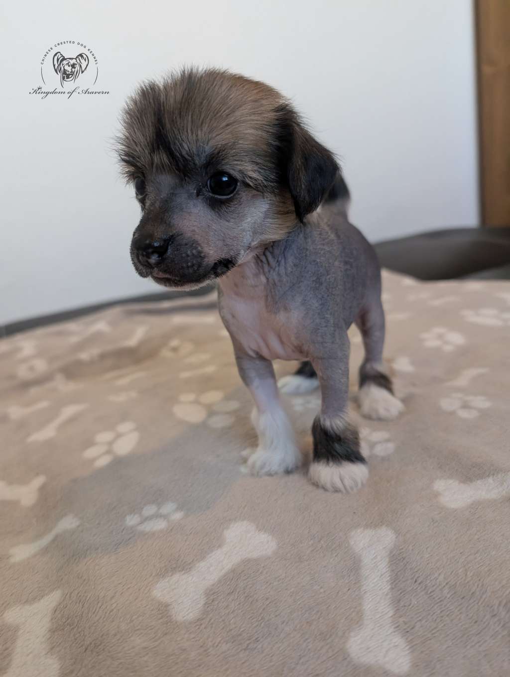 Belmondo Kingdom of Aravern