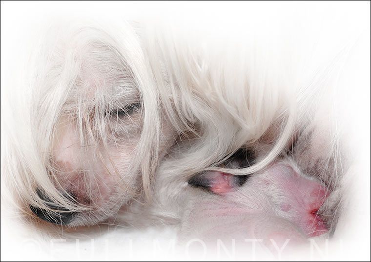 Full Monty Solo Appearance