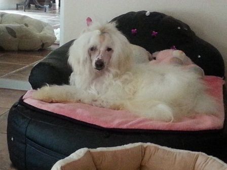 Hapache Des Picholines