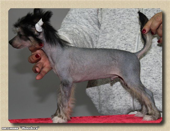 Serio Tratto Minodora