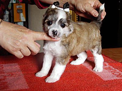 Oriental Jokes Barbie Show Stopper