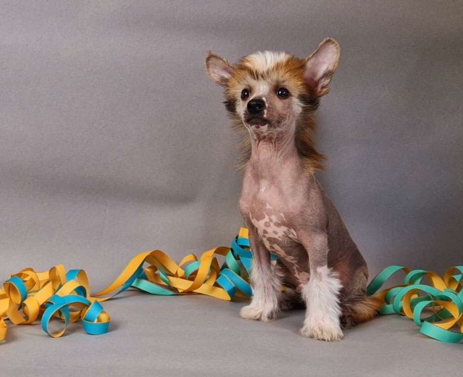 Peeves Poltergeist von Natelberg