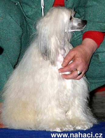 Balerina od Bile lane