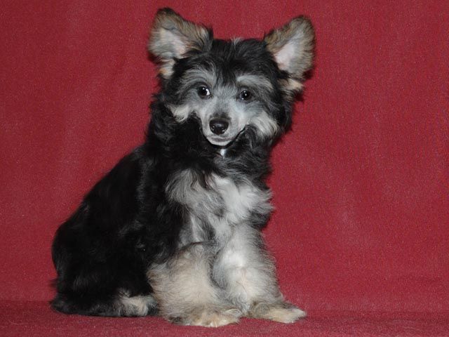 True Magnifisen Teddi Bear