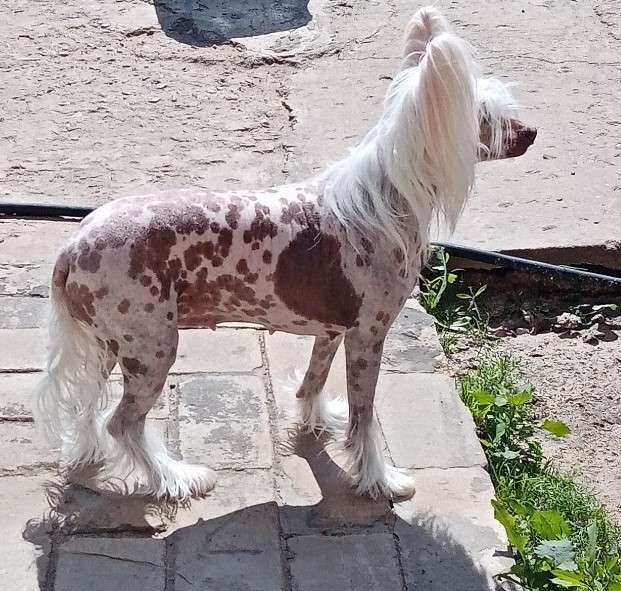 Family Mar's Igora Drajv