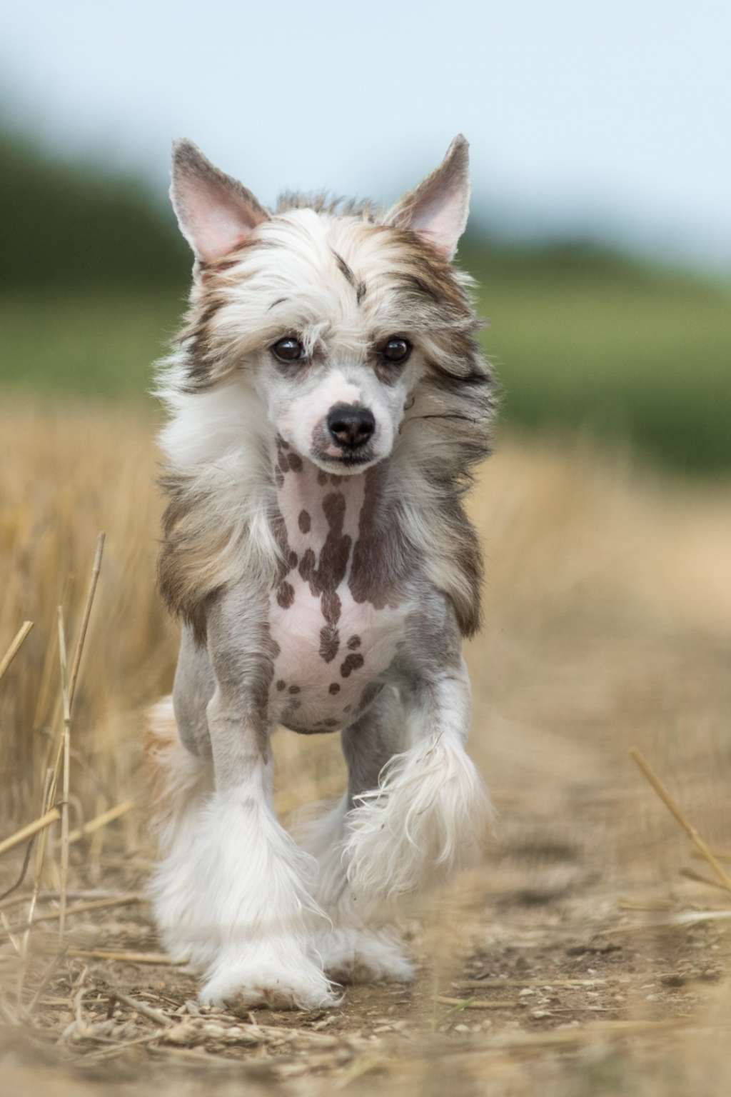 SoulSavers Basic Instinct