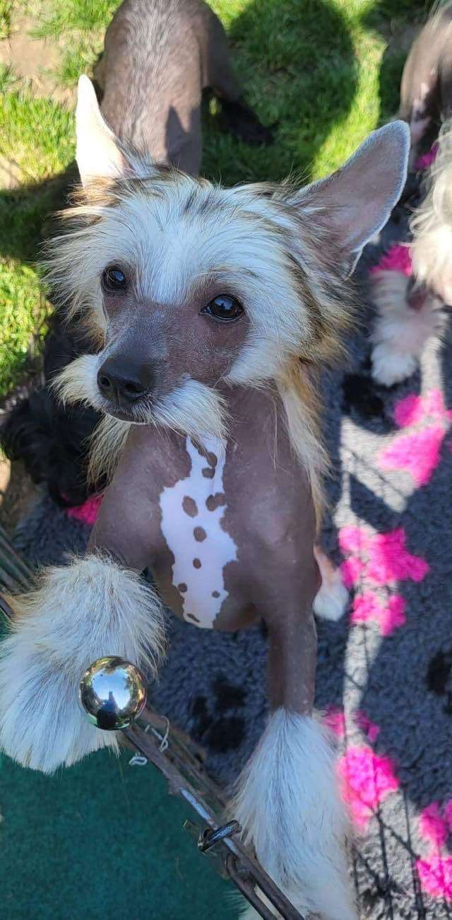 SCARLETT Caramella's Family