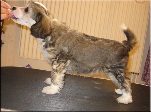 krysolit Ezmeralda's Fortune