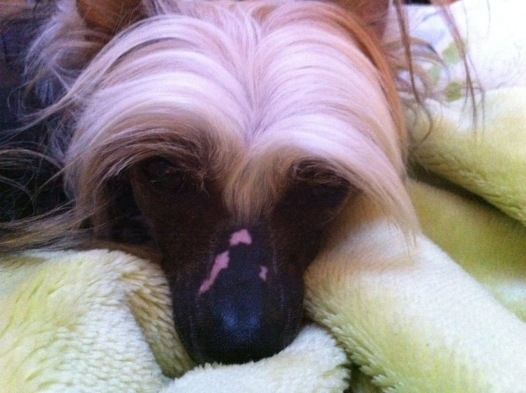 Janique Top Model De Rama