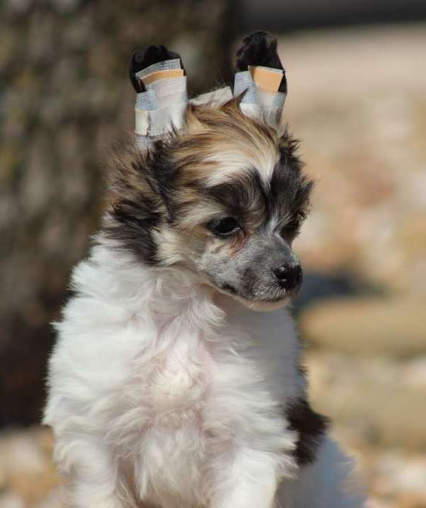 Roserok Klearly An Afternoon Delight