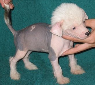 Carlette Candy Spolov