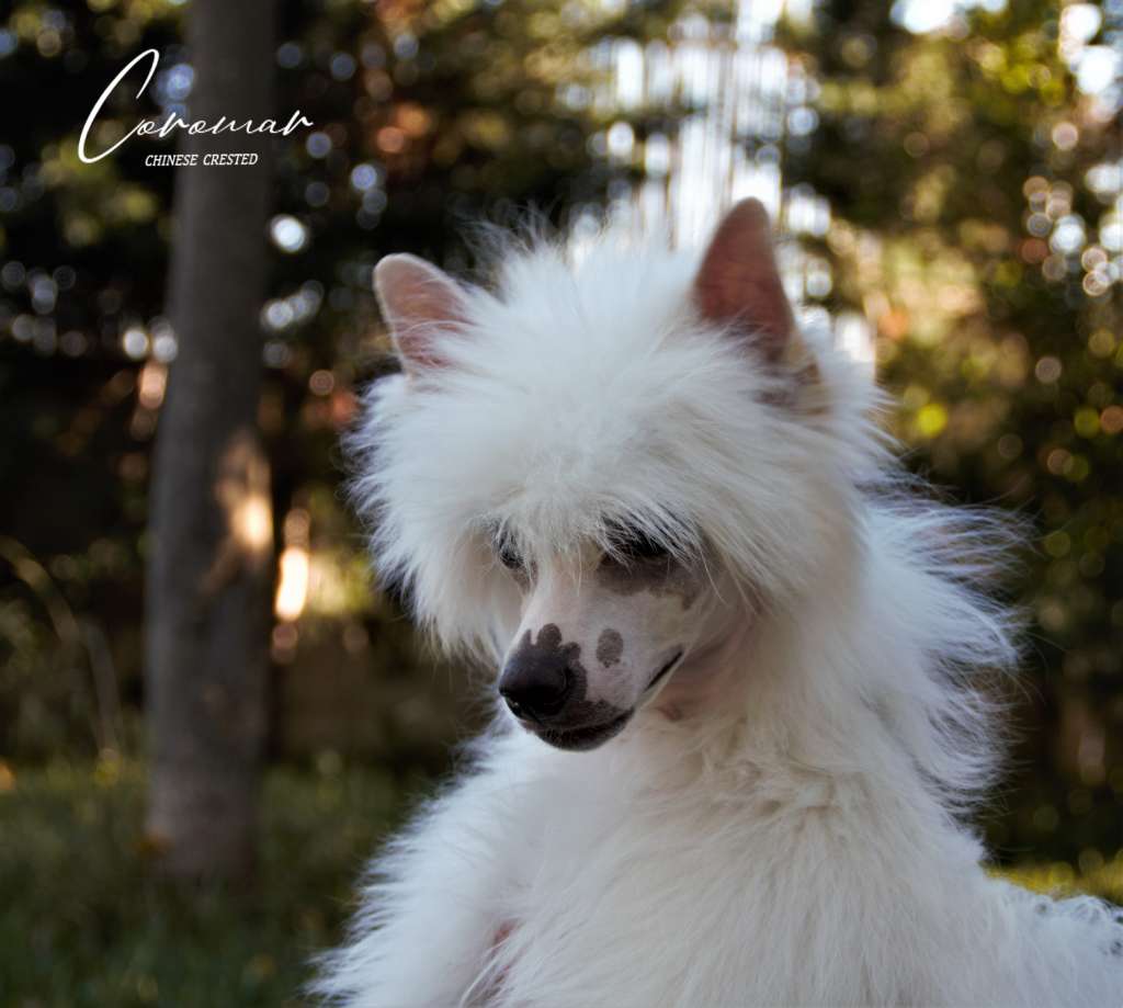 Coromar Cachemir Cream