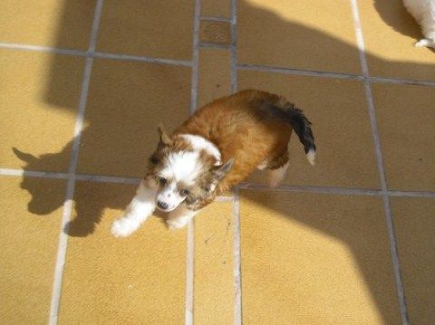 Aarika de le Chien Bourjois