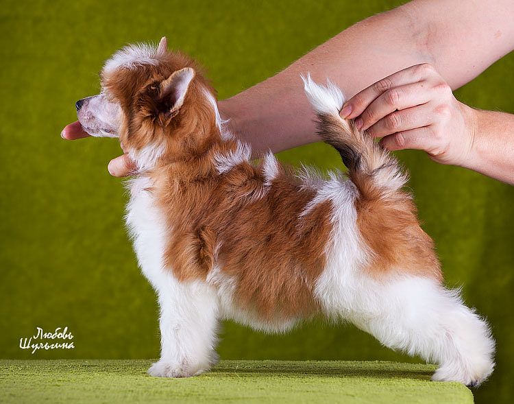 My Vanity Fair Gordon Devil