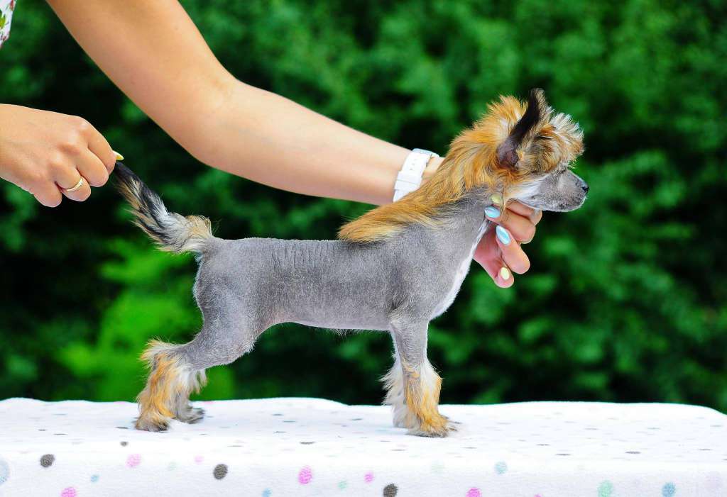 Bazylia Modern Family