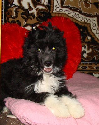 Kristal Yaniry  Etalon