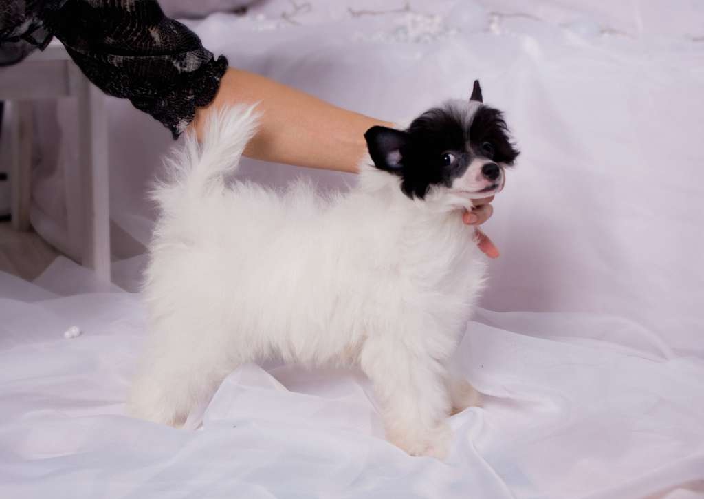 Angel O'chek Chicholina