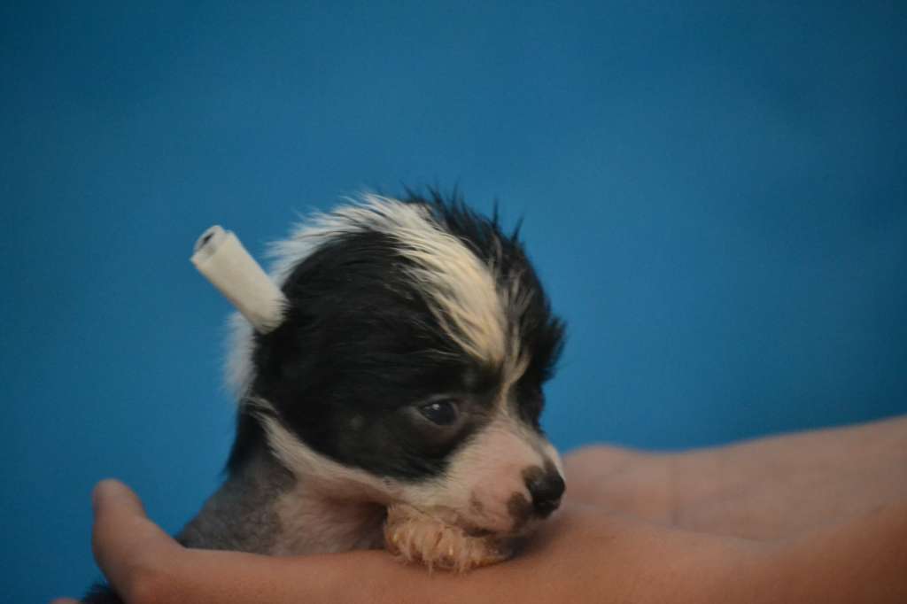 Ketrin Kristol Zavetnaya Mechta