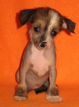 Veselaya Mozaika Koketka