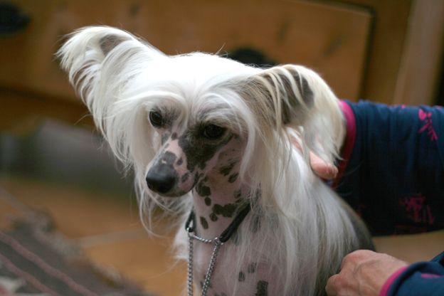 Zucci Mazar Romantic Romeo