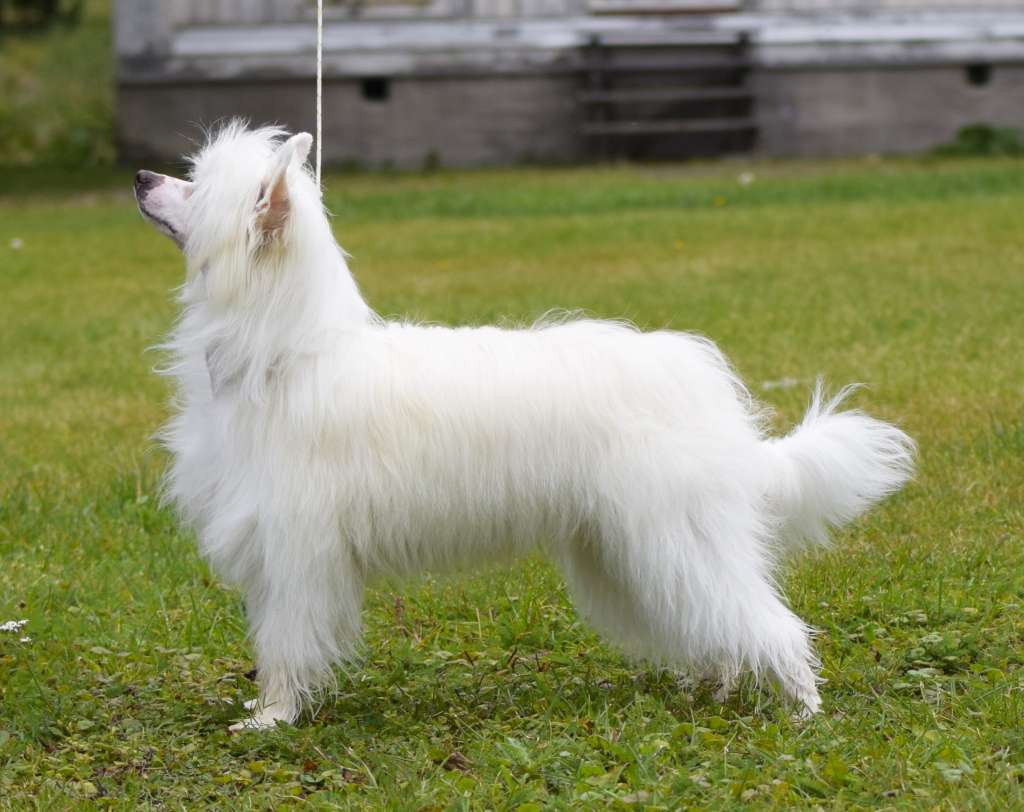 ChinoPata's Roots Muddy Roots