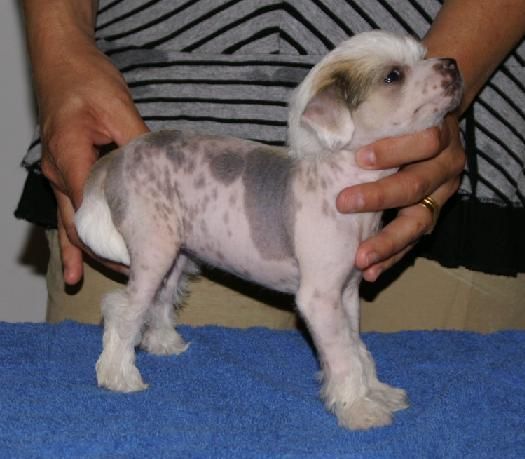 Gamla Bodens Mini Felizity