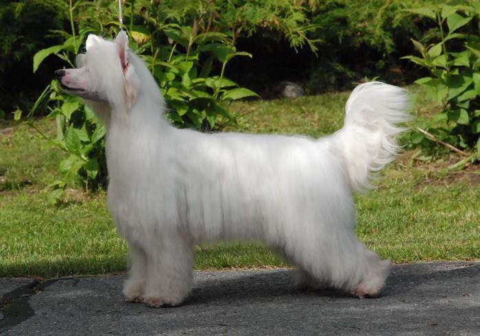 Maybell's Quest For Gold