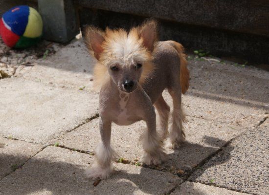 Cuckoo town's Blizzard