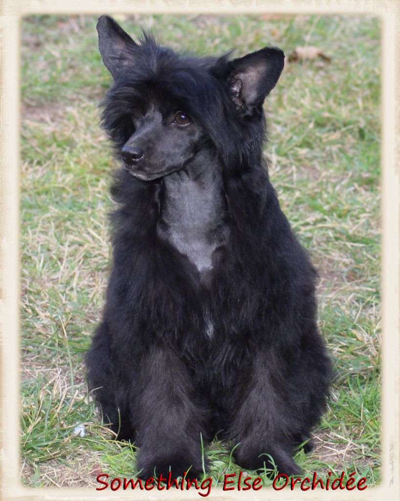 Something Else Orchidée