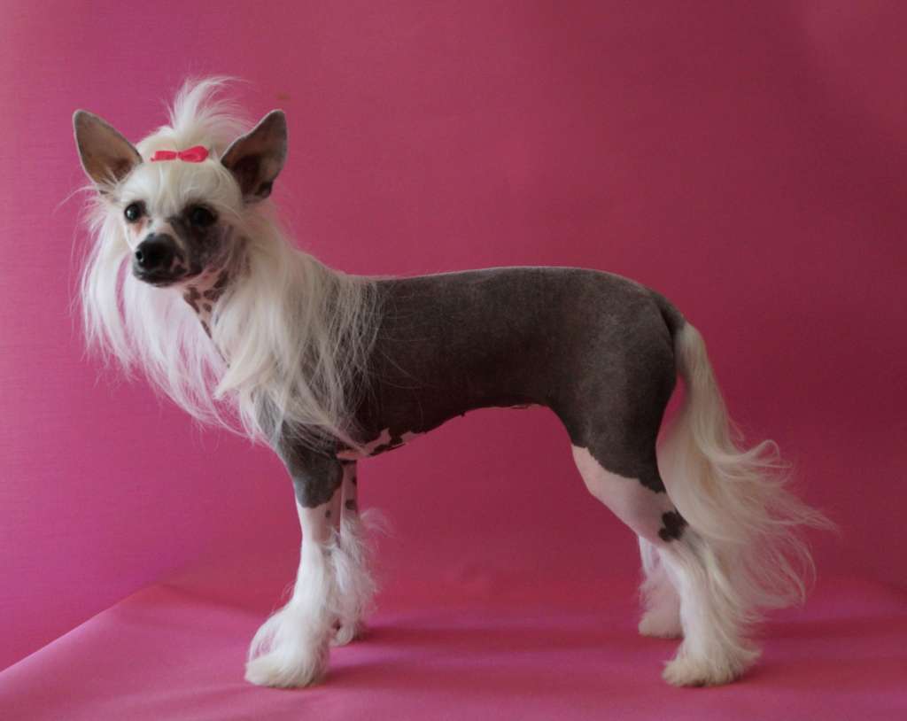 I am the Starlight of Candymoor Castle