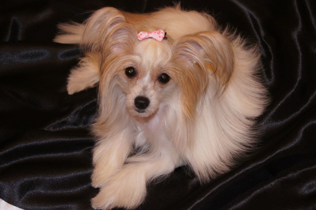 Kristal Yaniry Tiara