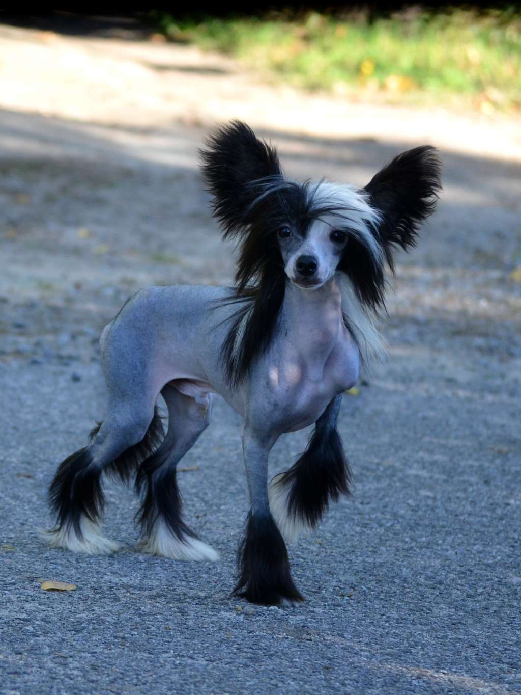 Magic of Success Noblesse