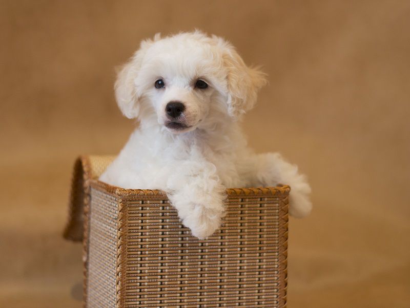 Naleks Art Francisco