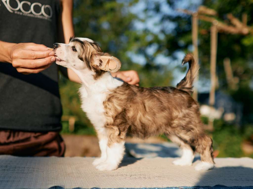 Sirocco Accidentally On Purpose