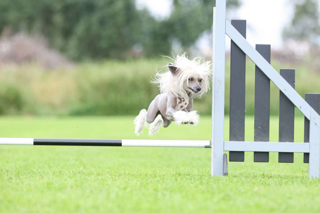 Tournais Oh My G A W D