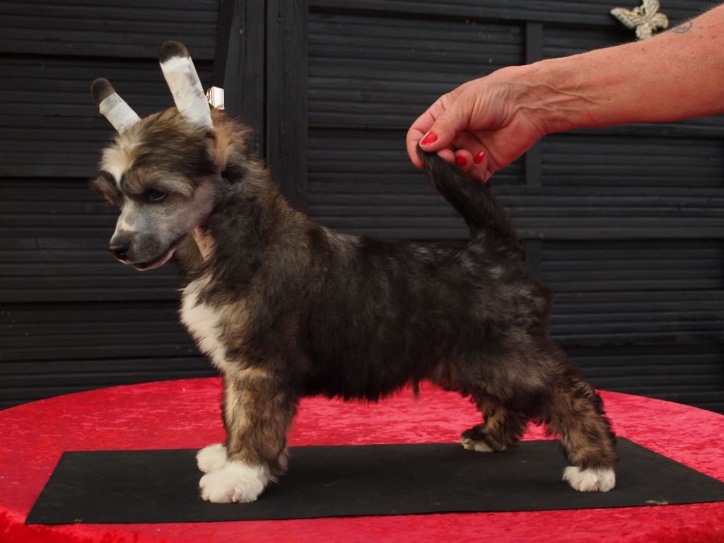 Lionheart Katch Me I'm Flying