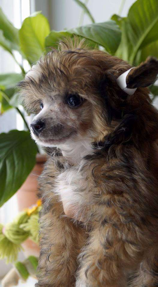 Mashama Mazi Rus Ombasha