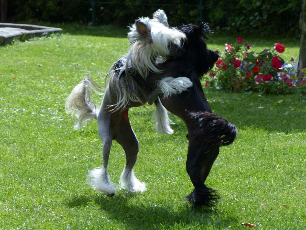 Doraya von Dolce Diamante