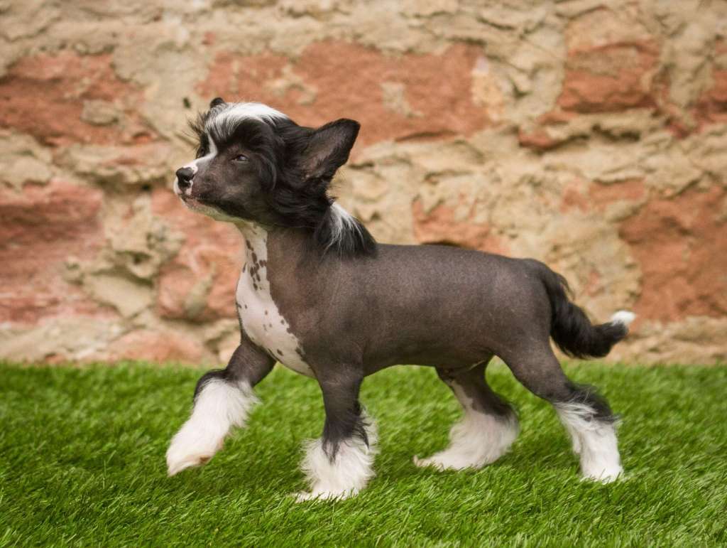 Hop Sing Heritage of Han