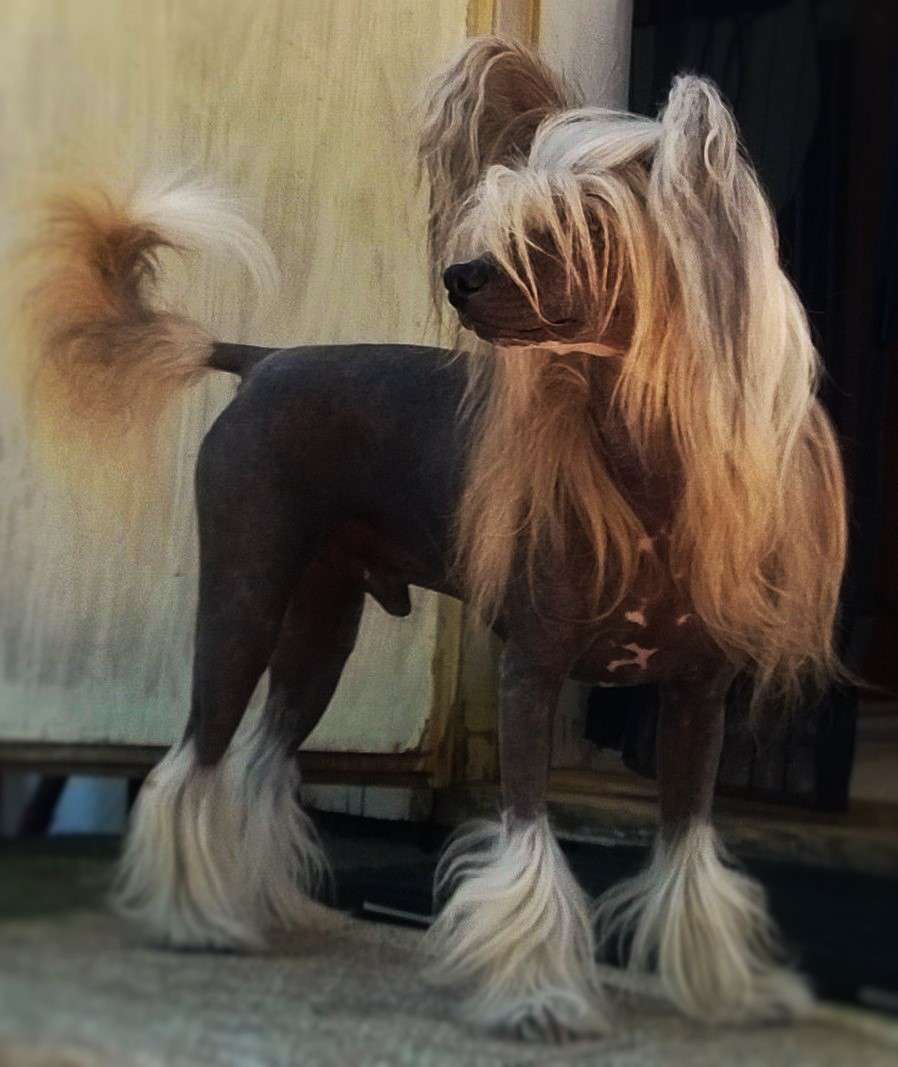 Vanitonia Devil Made Me Do It